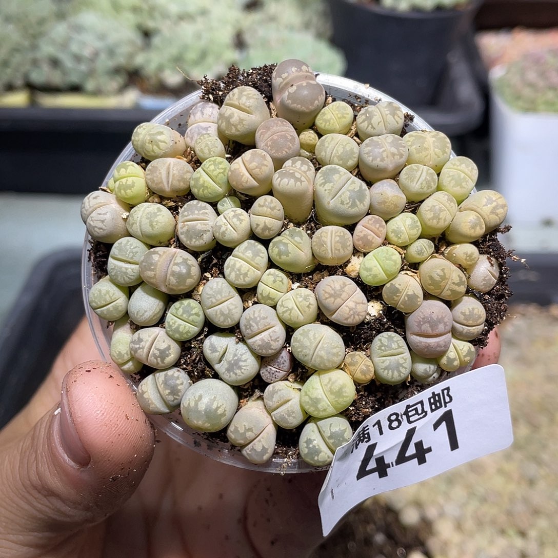 弑***殇441当天凑满十八元包邮生石花