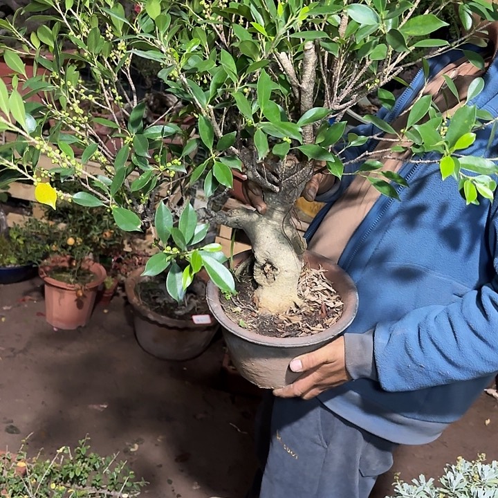 果***逸无花朵哈哈哈哈哈