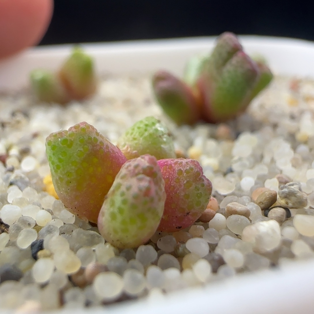 2.16.30/草莓斑马