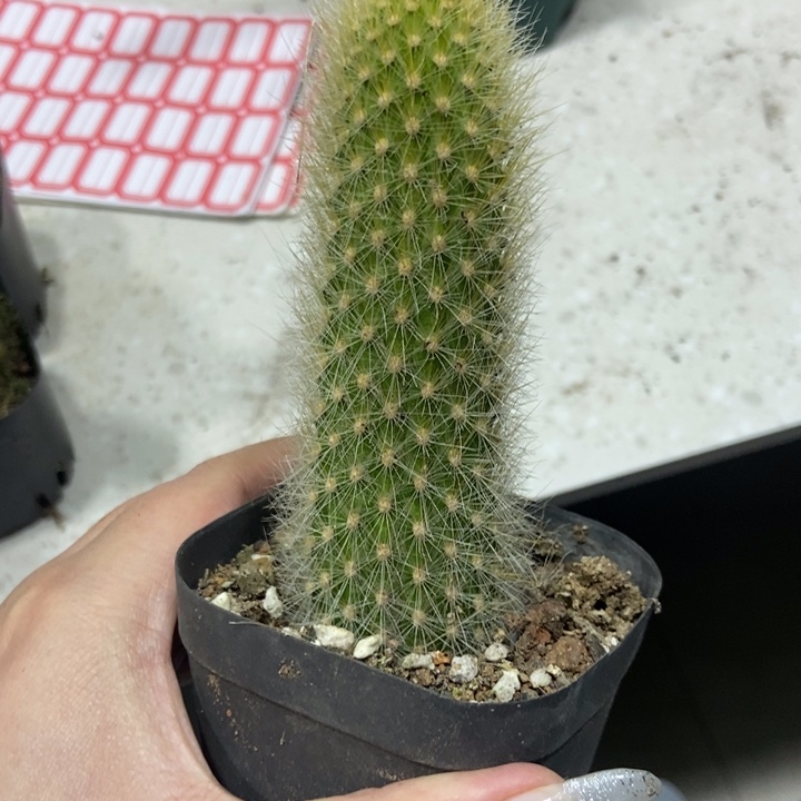 仙人球尾巴杂金妞自根一个