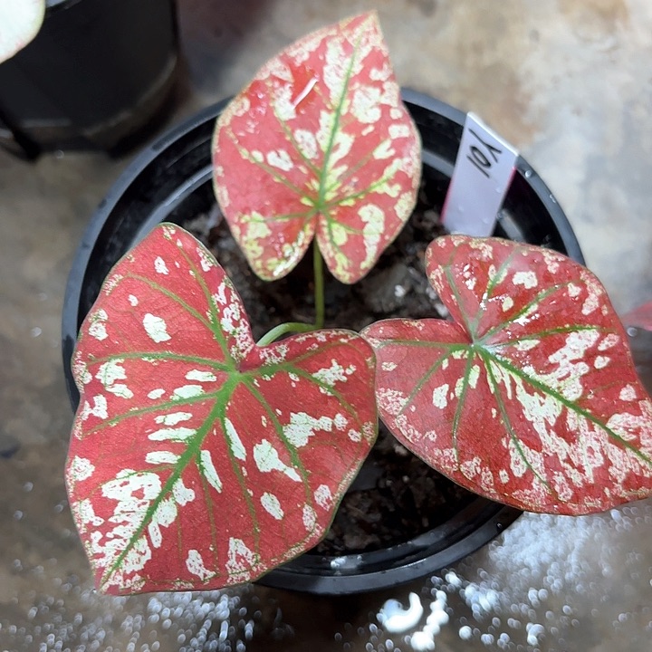 01-0205宇宙唯一广东现货多肉