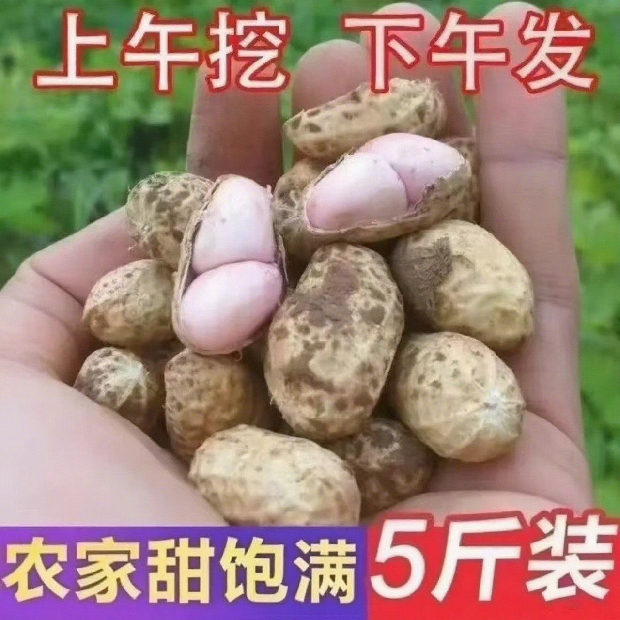 2025现挖现发农家自种新鲜带壳湿花生当季红皮粉皮新鲜湿花生