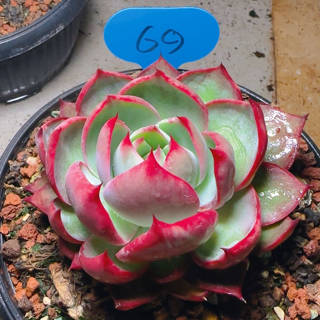 惊鸿仙子一物一拍69号