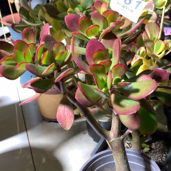 981紫叶脱土发货