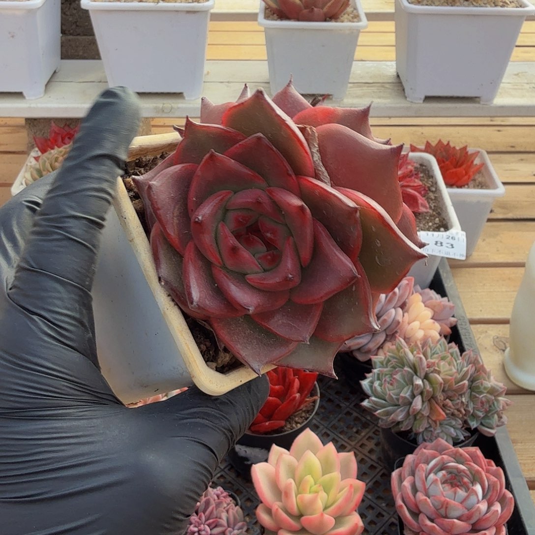 1126-85鸳鸯双头a