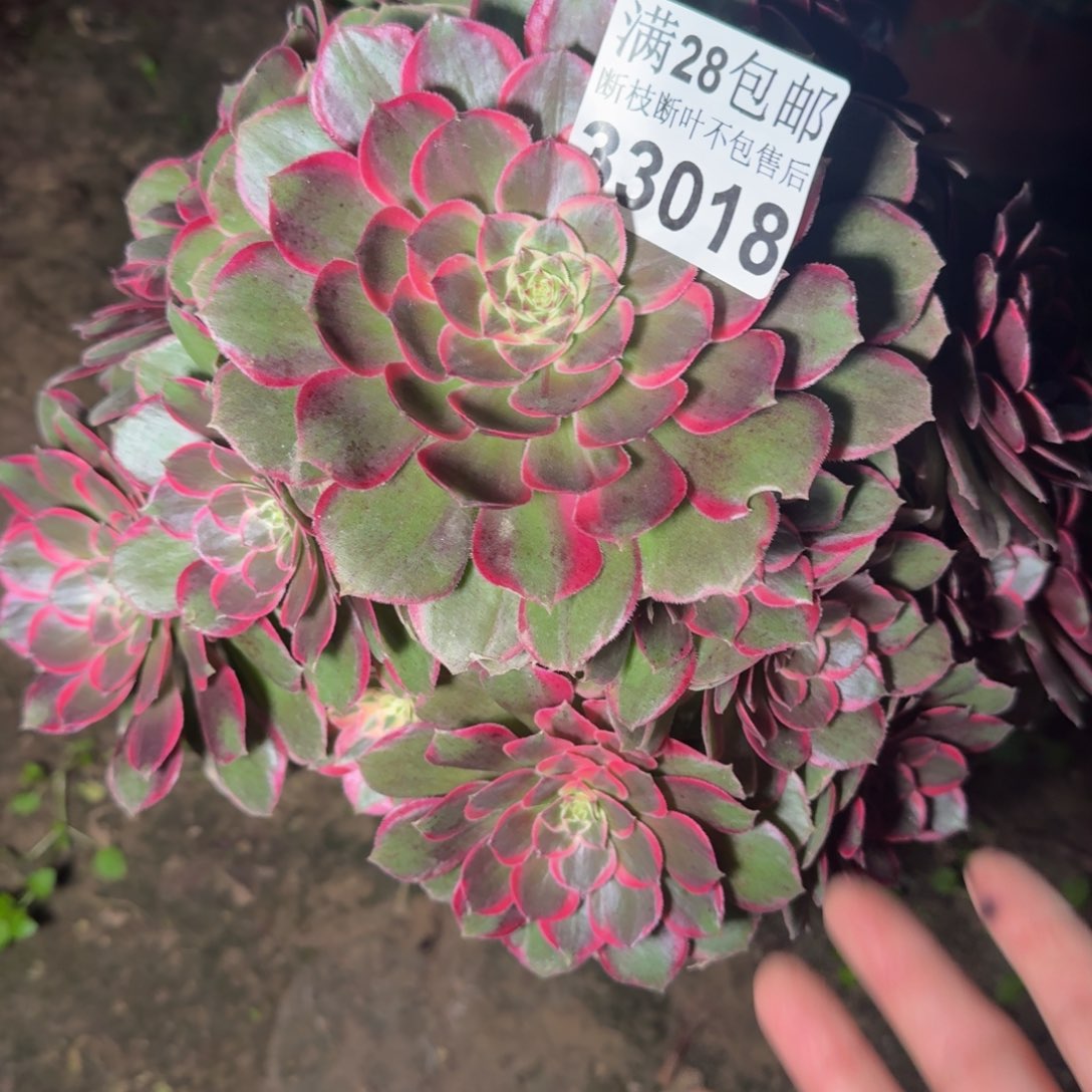 33018蓝莲花杆歪不包断枝