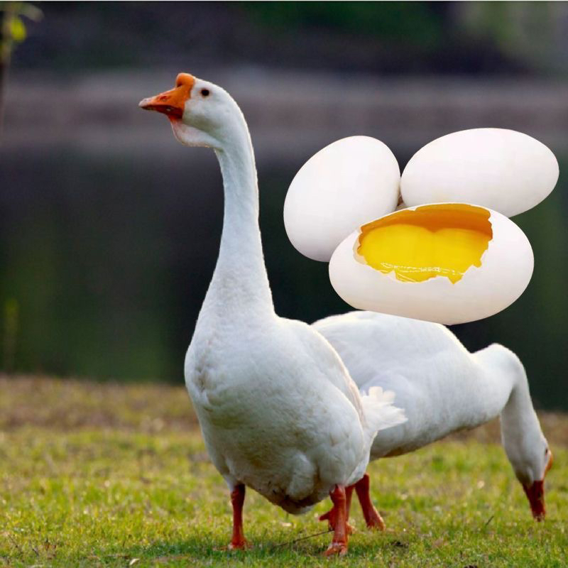 苏州西山岛【农业园】散养2年太湖老鹅