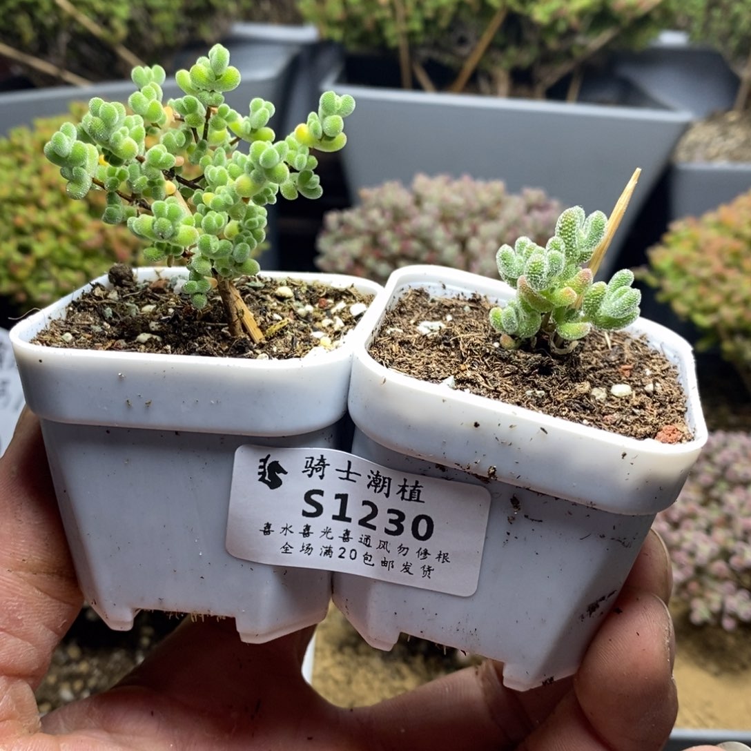 1230套餐2颗枝干番杏