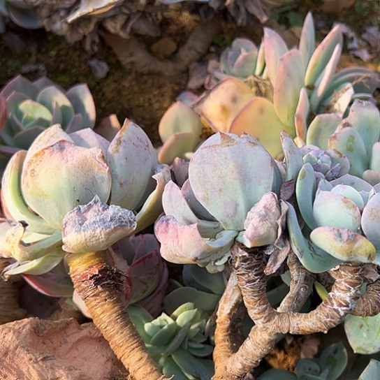 美***夏云南发货白凤老桩0086号