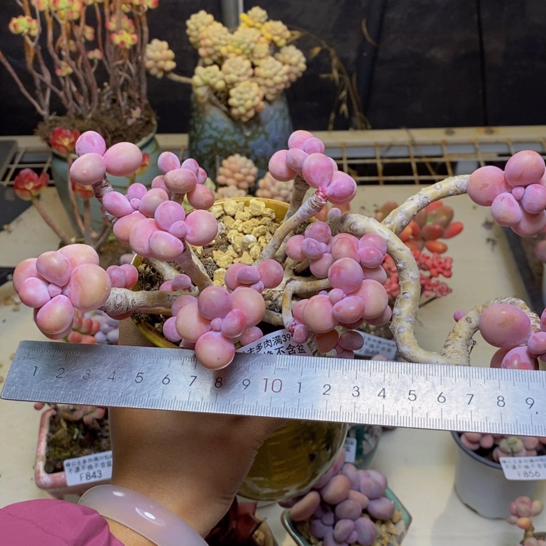 874腰子桃蛋多肉有断枝19c m