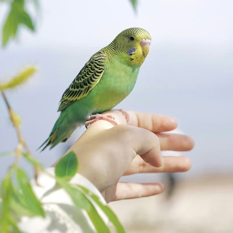 彩色虎皮鹦鹉观赏小鸟家养萌宠颜色公母可选能小型手养鸟亲人