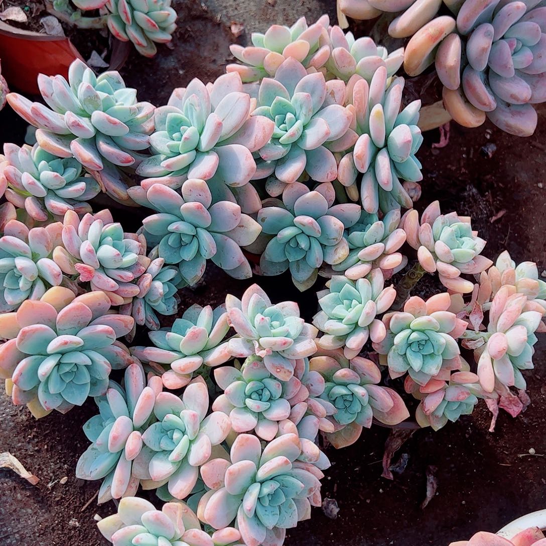 克洛伊多头造型精品特价二盆