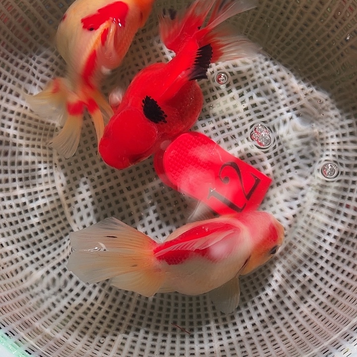 金鱼12号尺寸10-12区间