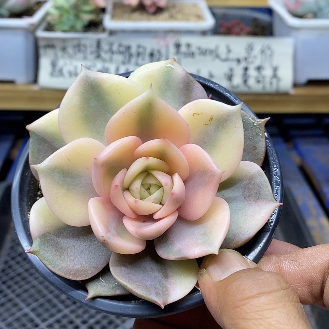 14157 贝加尔湖覆轮锦