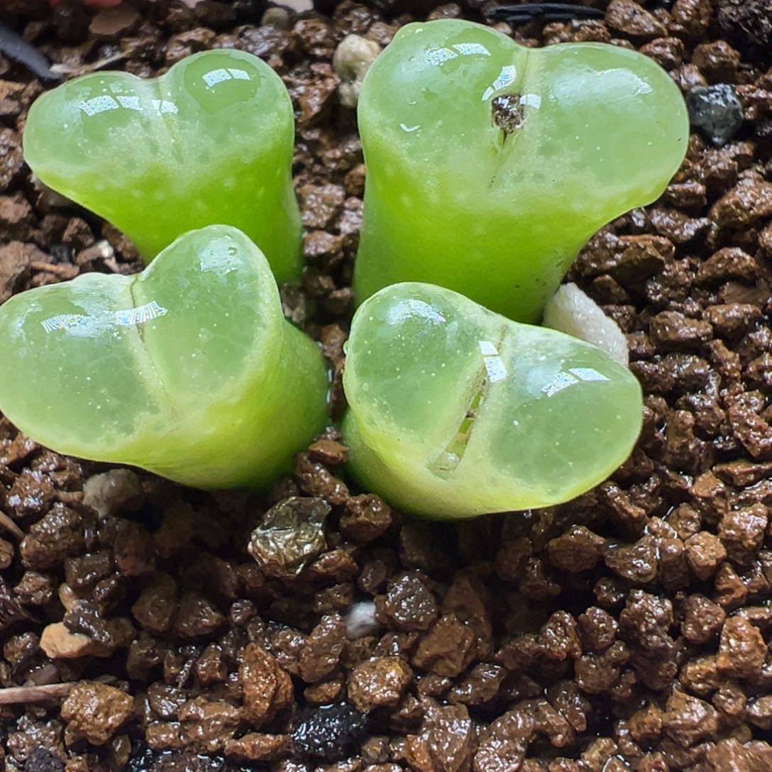 绿体极窗多肉植物百科2