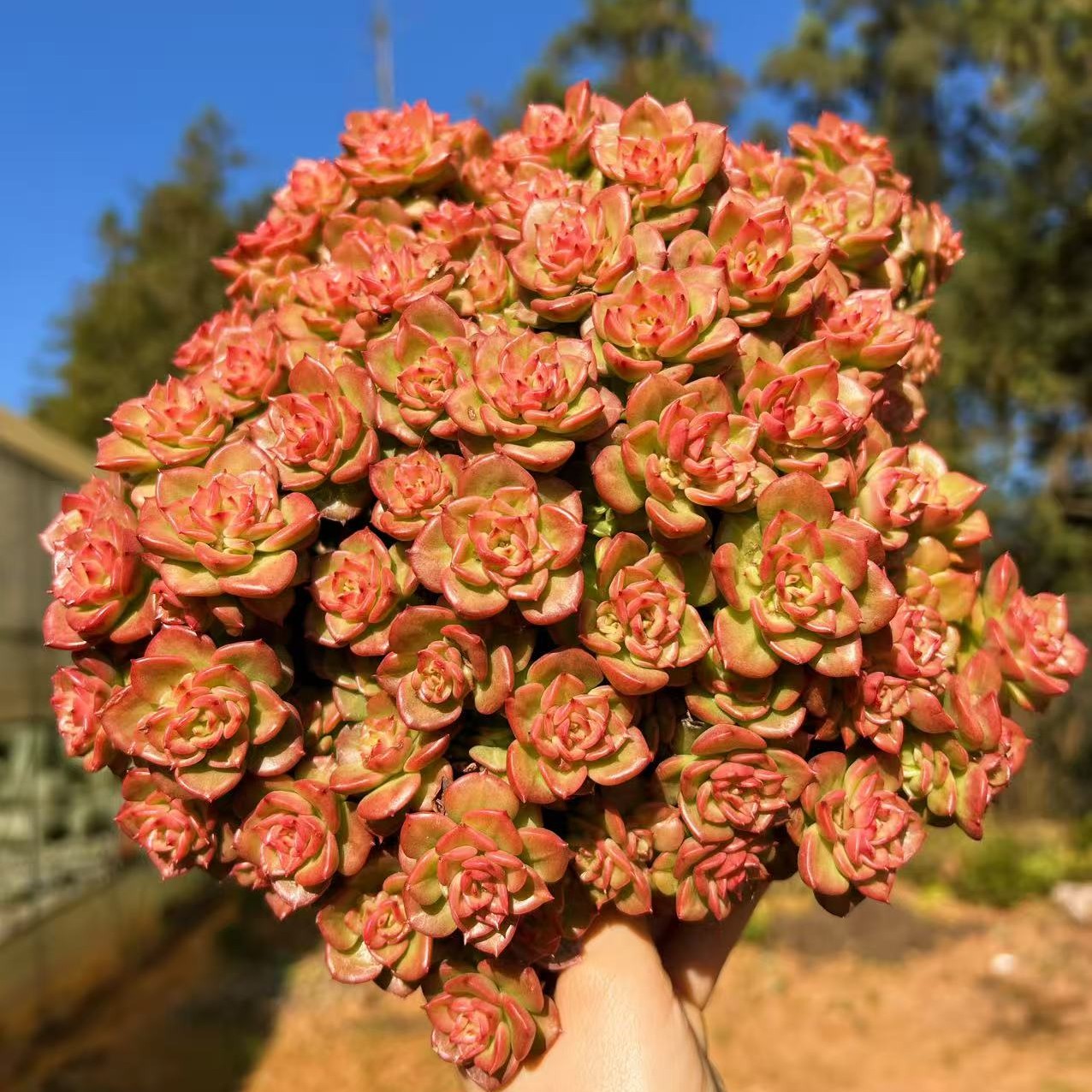 腊牡丹 阳台庭院多肉植物 净化空气 老桩好养植物