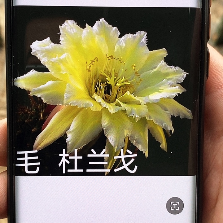 杜兰戈/侧芽歪20包邮/5公分左右