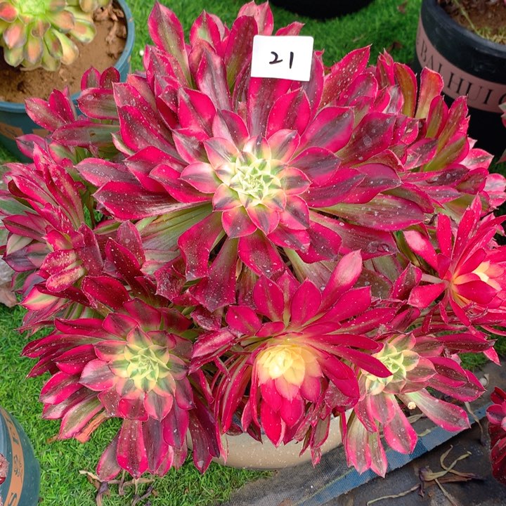 21天合精品法师多肉