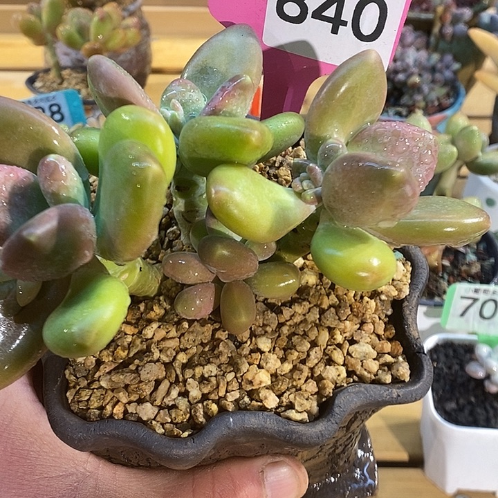 芒果奶840号的啊啊啊啊多肉啊啊啊