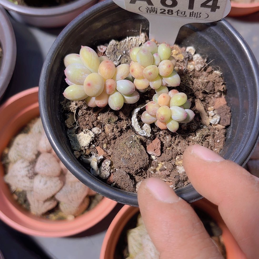 A814萤火虫一物一拍