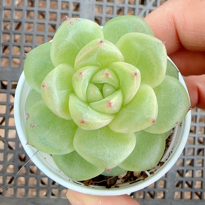 1203-53（xx-88）优选