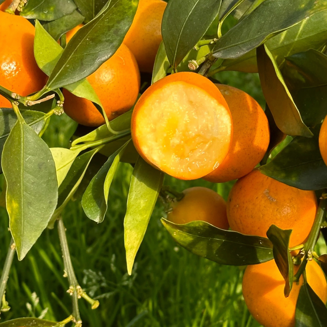 柳州脆蜜金桔一盒一斤广西壮族自治区