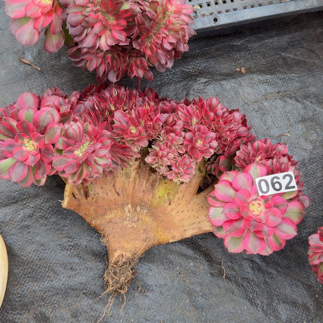 062多肉植物倾城缀有断枝特价