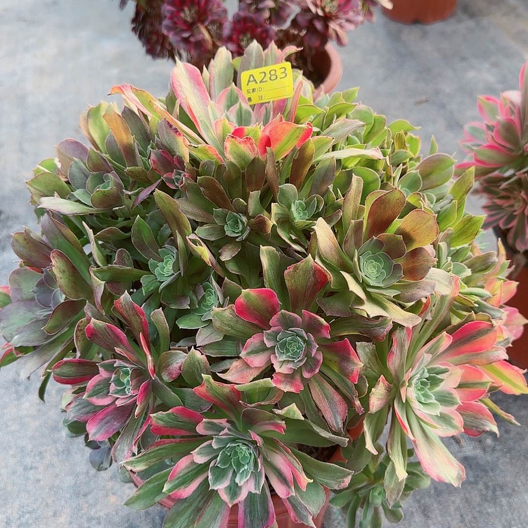 光辉283多肉多肉