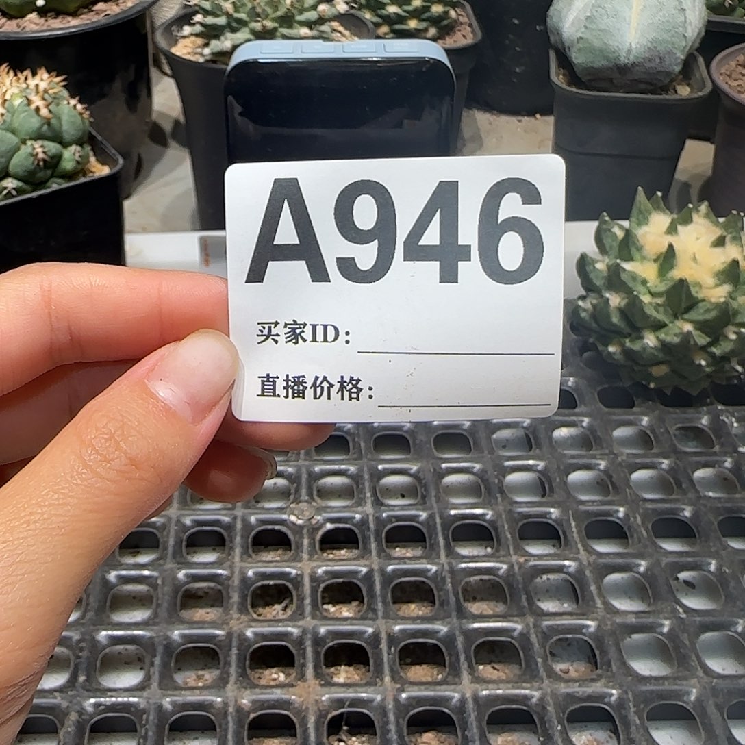 失***缘实生仙人球特价一颗