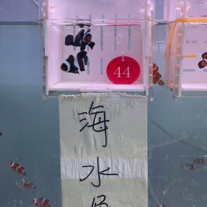 海水鱼精品奥黑礼服4左右