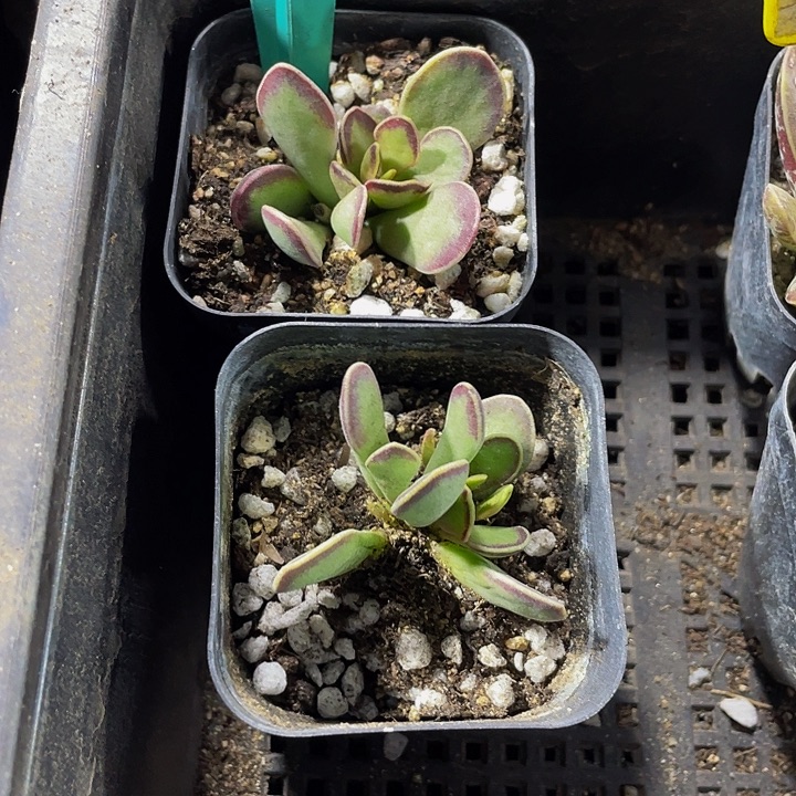 太阳水泡带盆土发