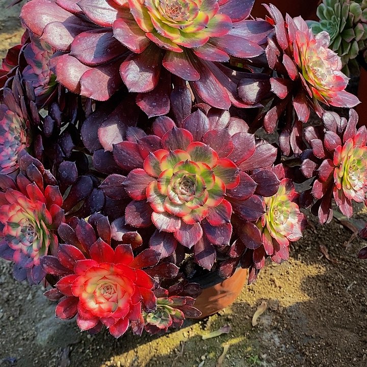 多肉烟花024多肉