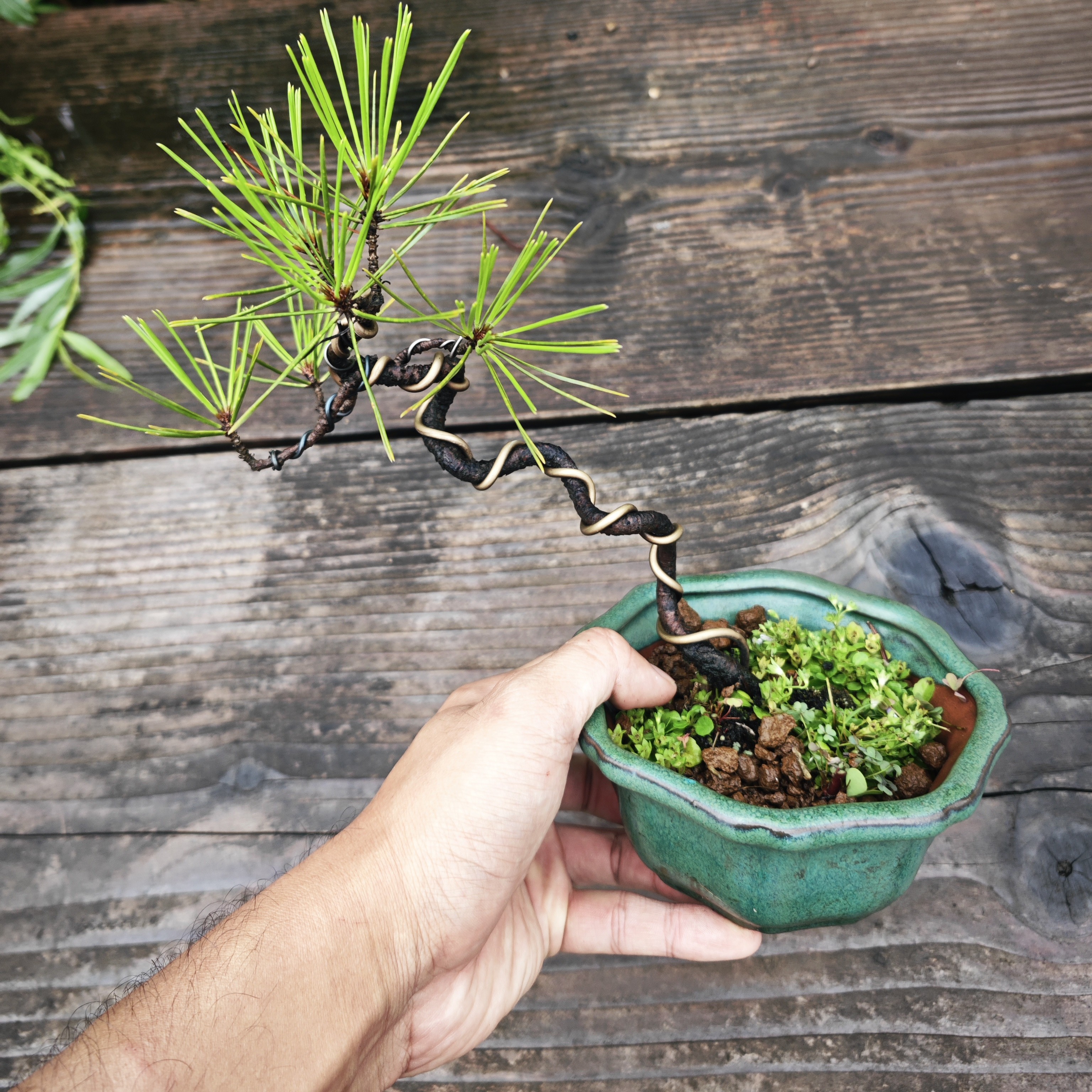 扭杆小品黄山松 山采多年 直播福利款 包邮 先到先得