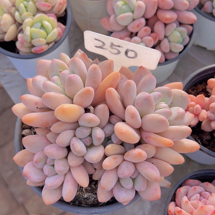 健健康康平平安安