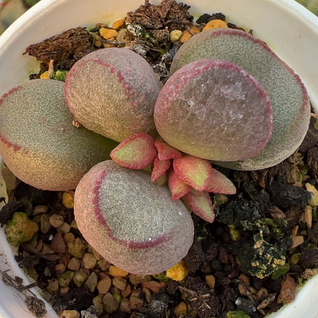 实生新品圆球紫边实生新品多肉植物