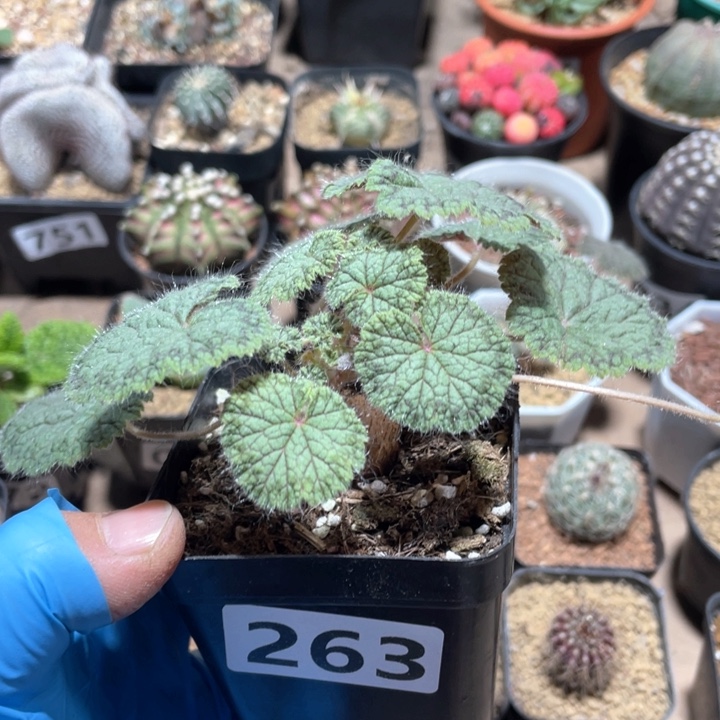 263圆叶洋葵块根