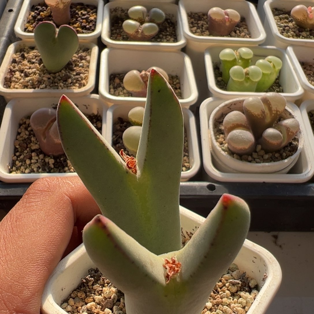 无花朵实生绒毛大型少将20