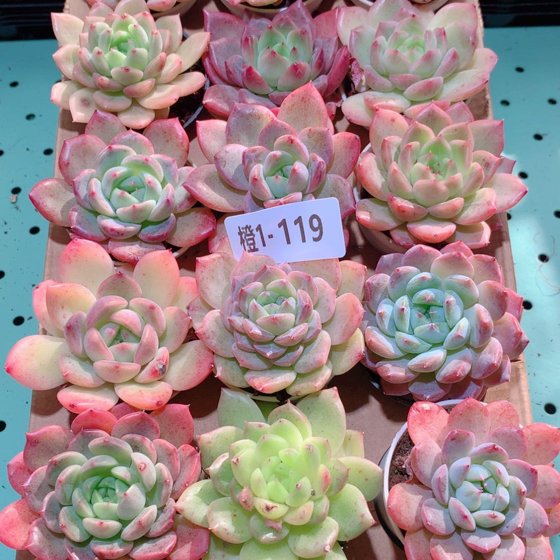 1-119一物一拍多肉带盆18颗