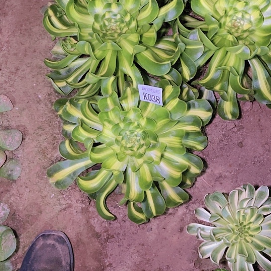 038暴君多肉植物