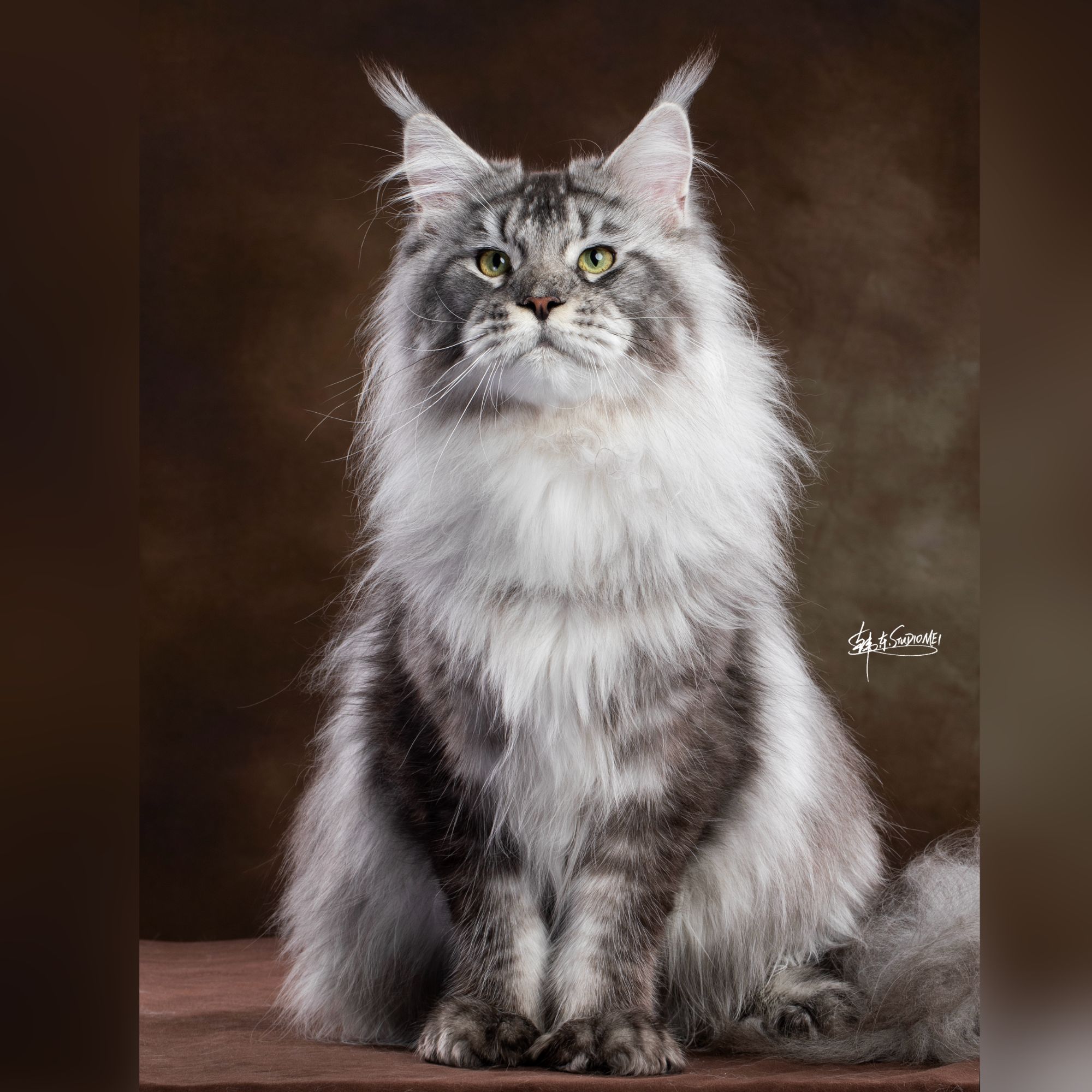 【乔乔缅因猫舍】活体猫咪