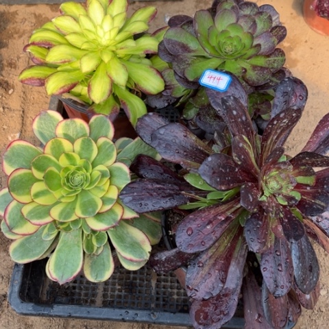 414多肉植物组合