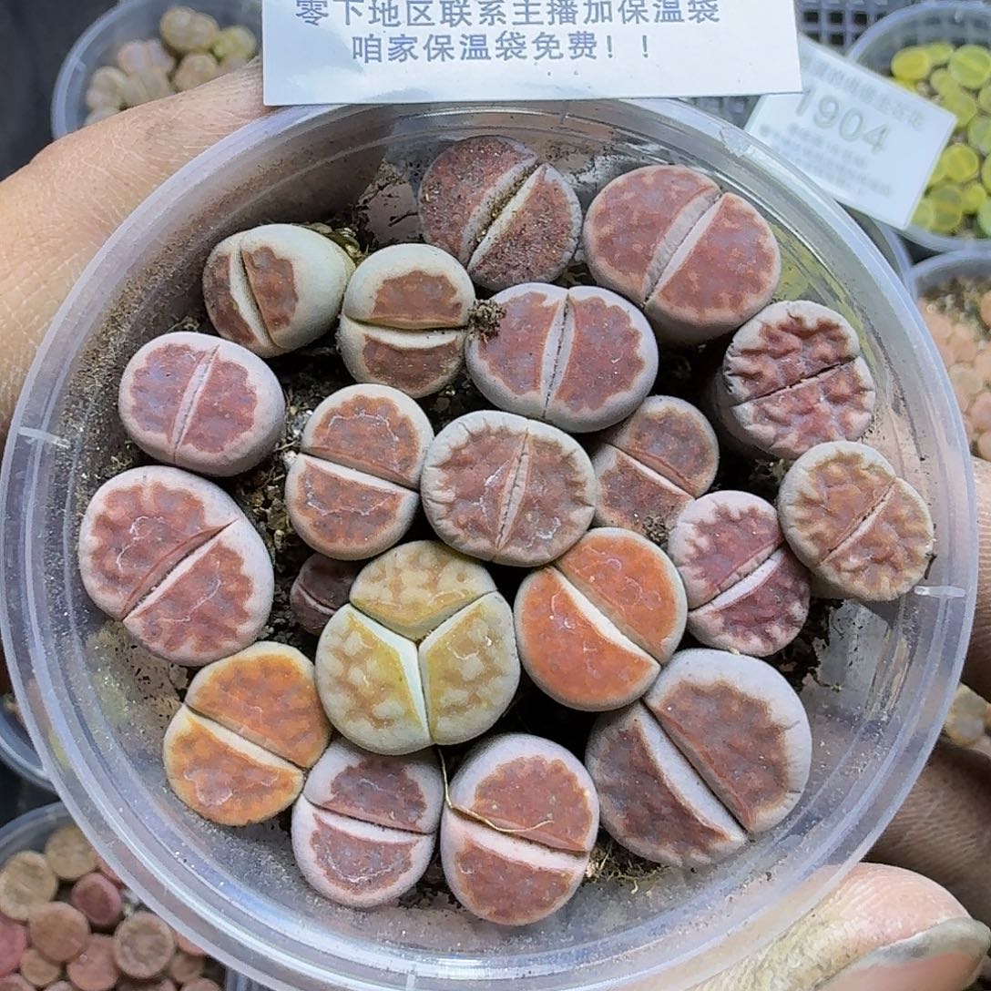 1902 哈哈哈哈哈哈哈哈哈哈