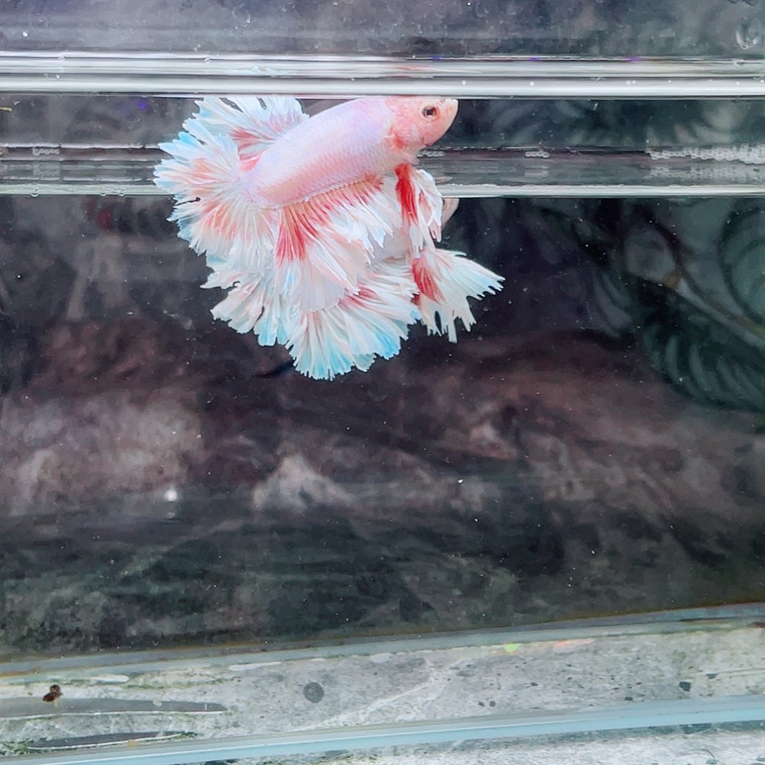 斗鱼绣球啊啊啊啊啊