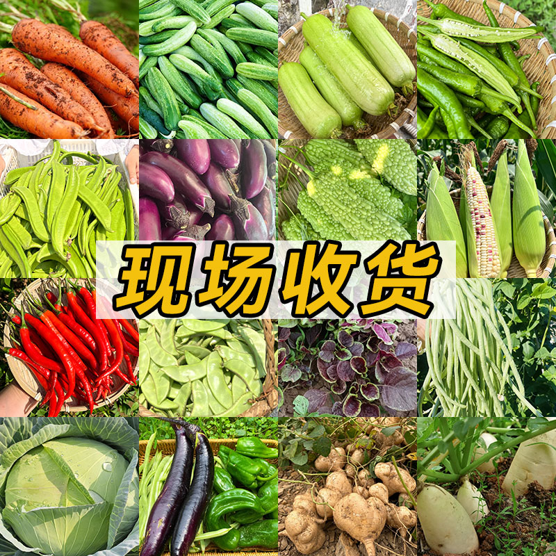 【大赶集】农村蔬菜集市代买新鲜蔬菜扁豆茄子