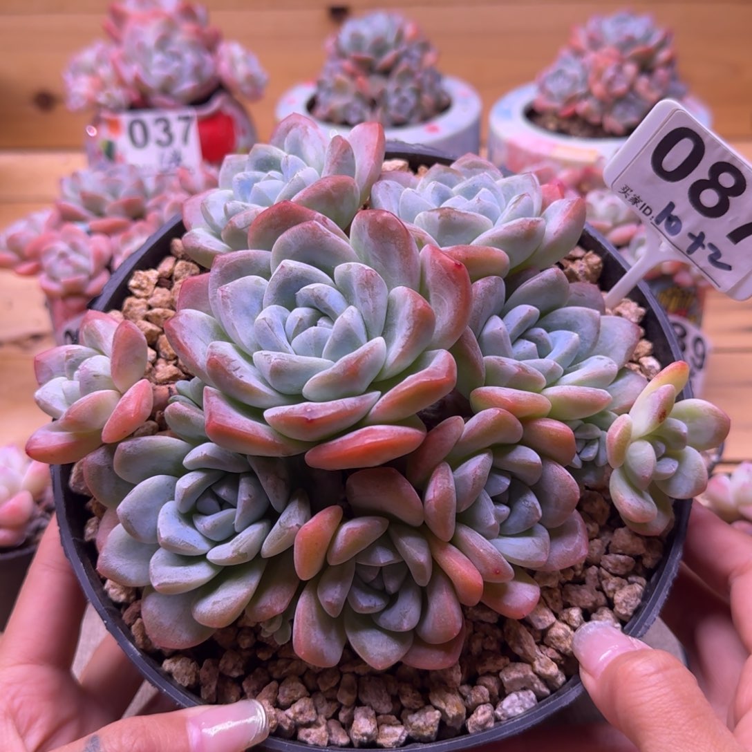 087号冰玉老桩10头群生