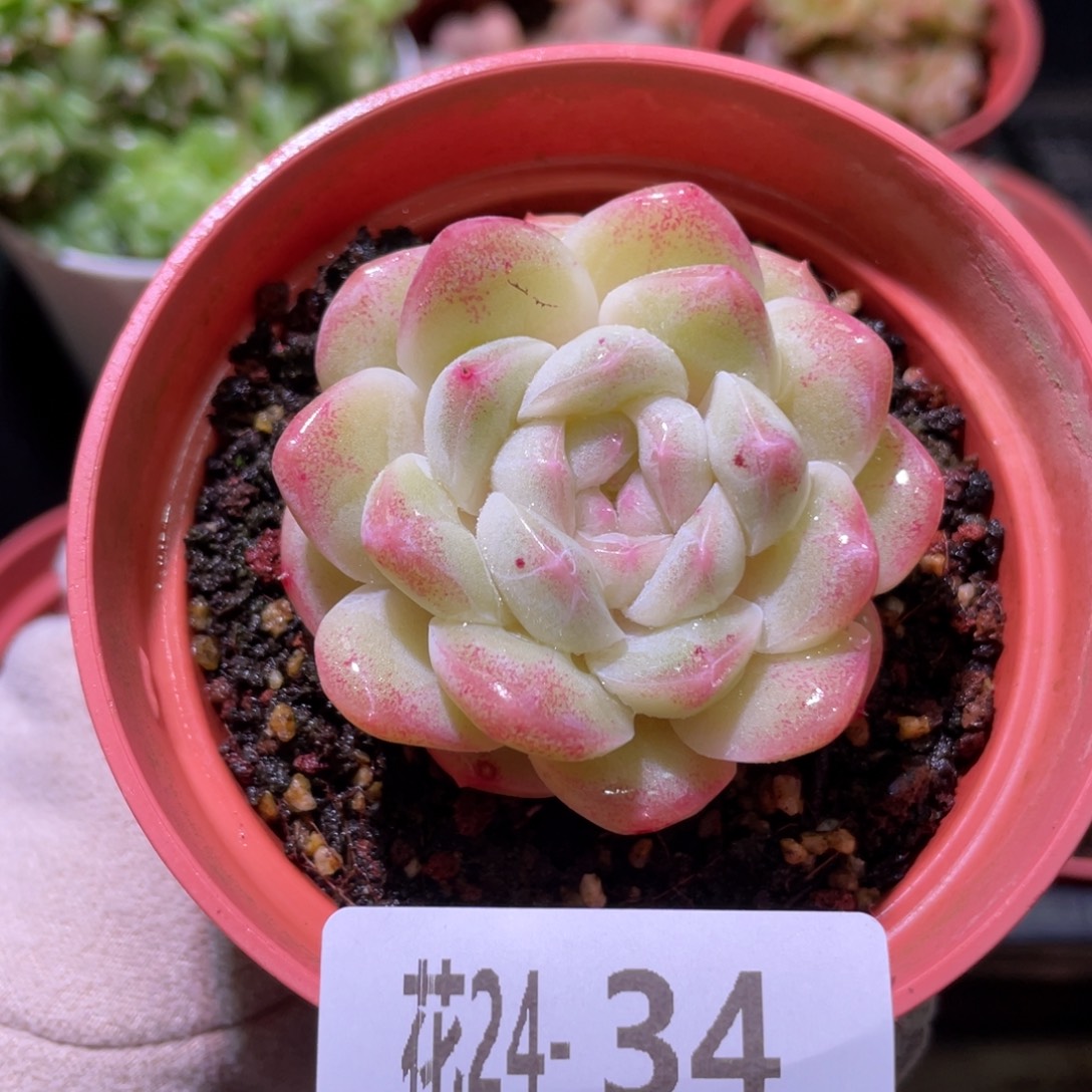 花利美24-34新品单头