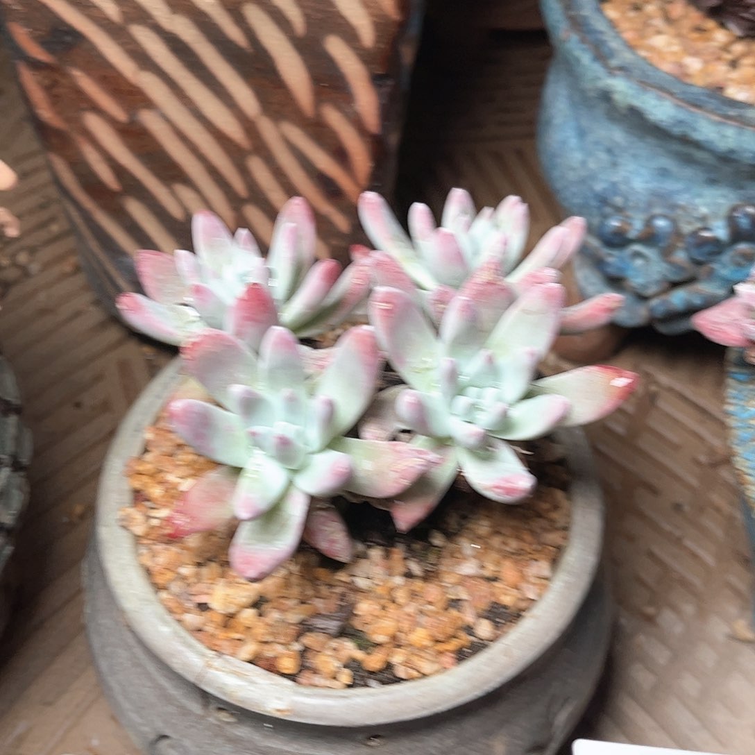 6111刘丹白菊仙女杯多肉