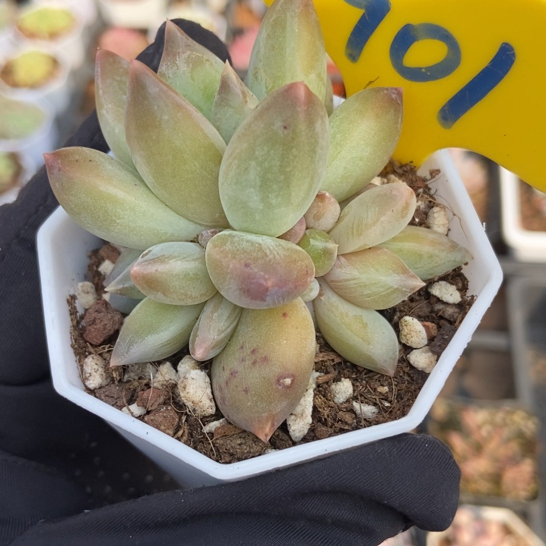 901重楼多肉植物保护