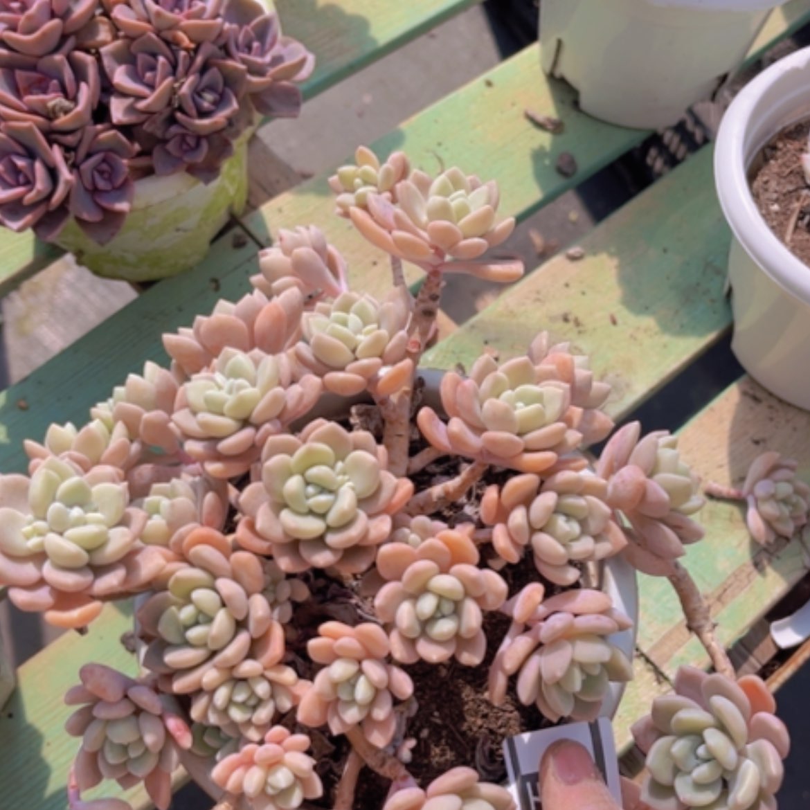 【闪购商品】克洛伊13156