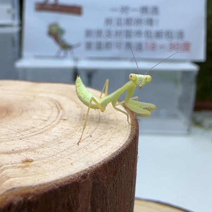 蟋蟀克盾螳螂4龄 单虫